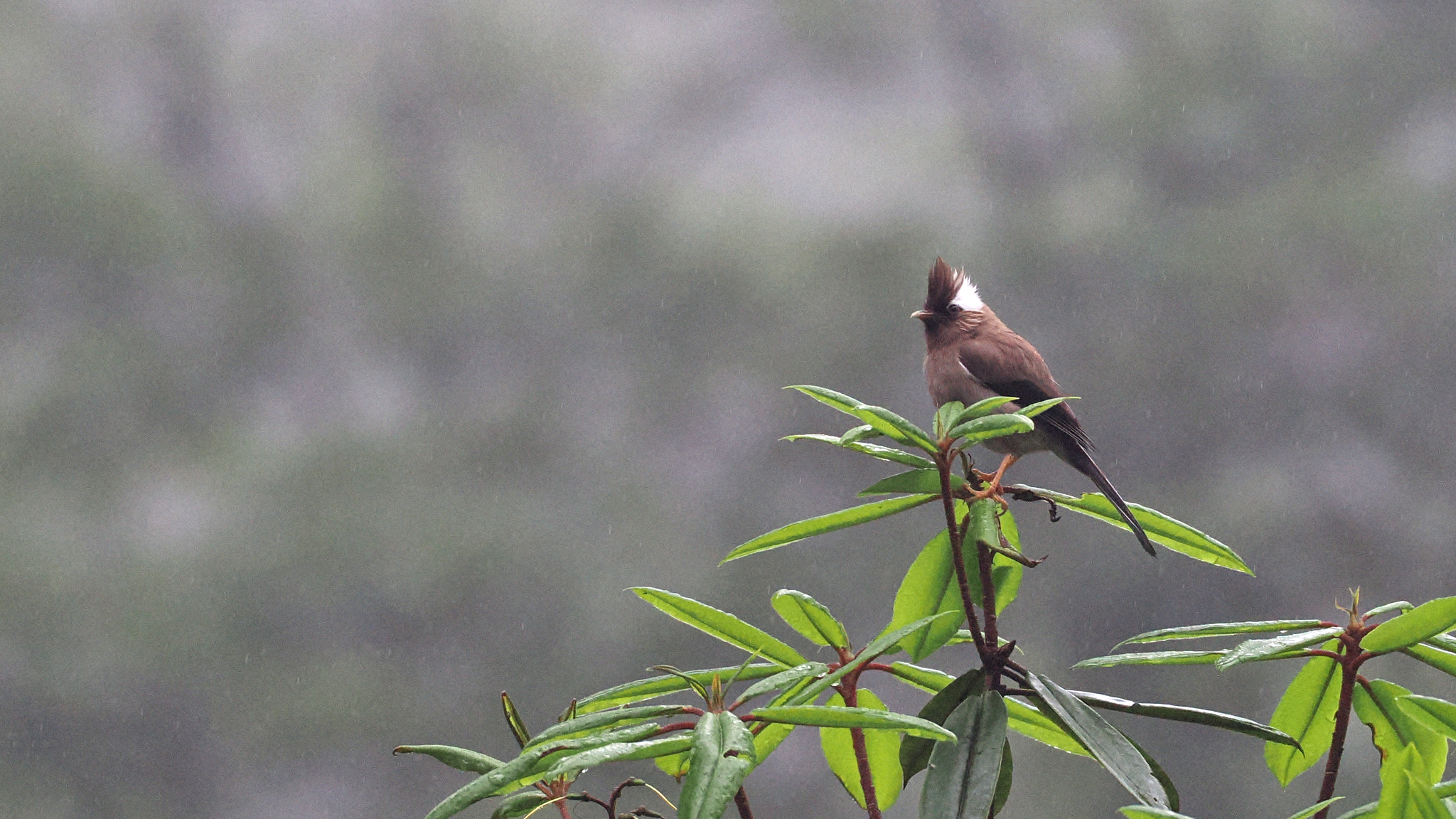 White-collared Yuhina