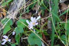 Colchicum umbrosum