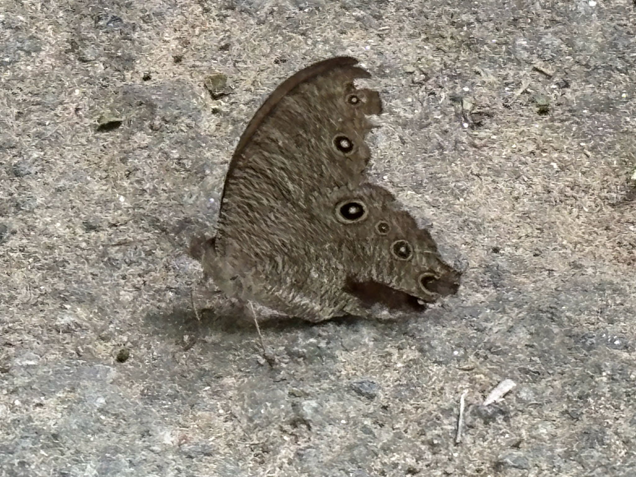Common Evening Brown