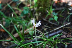 Colchicum umbrosum