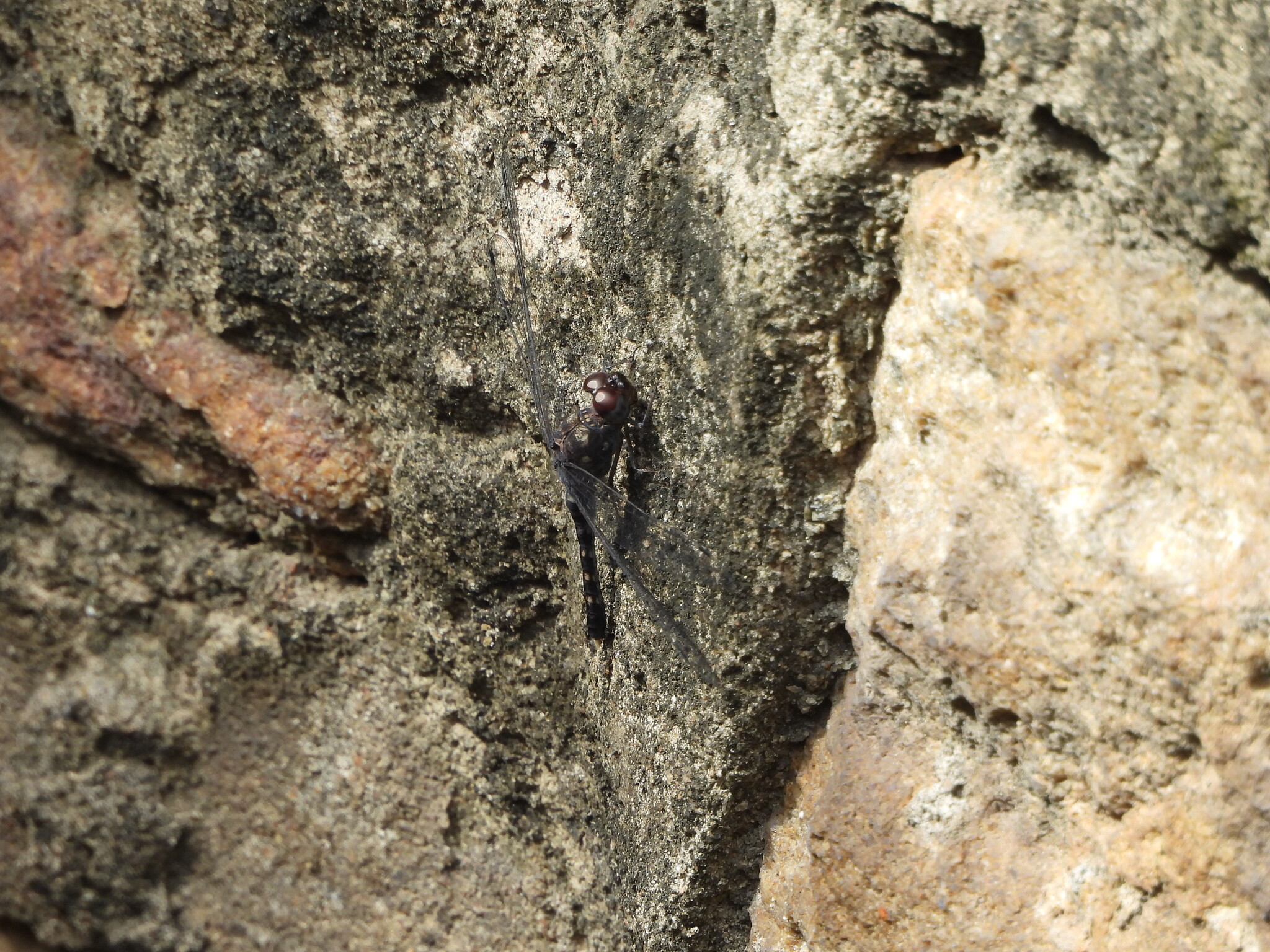 Indian Rockdweller