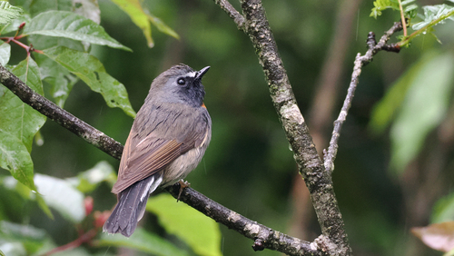 Rufous-gorgeted Flycatcher (Ficedula strophiata), photo 4