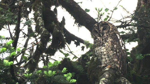 Himalayan Owl (Strix nivicolum)