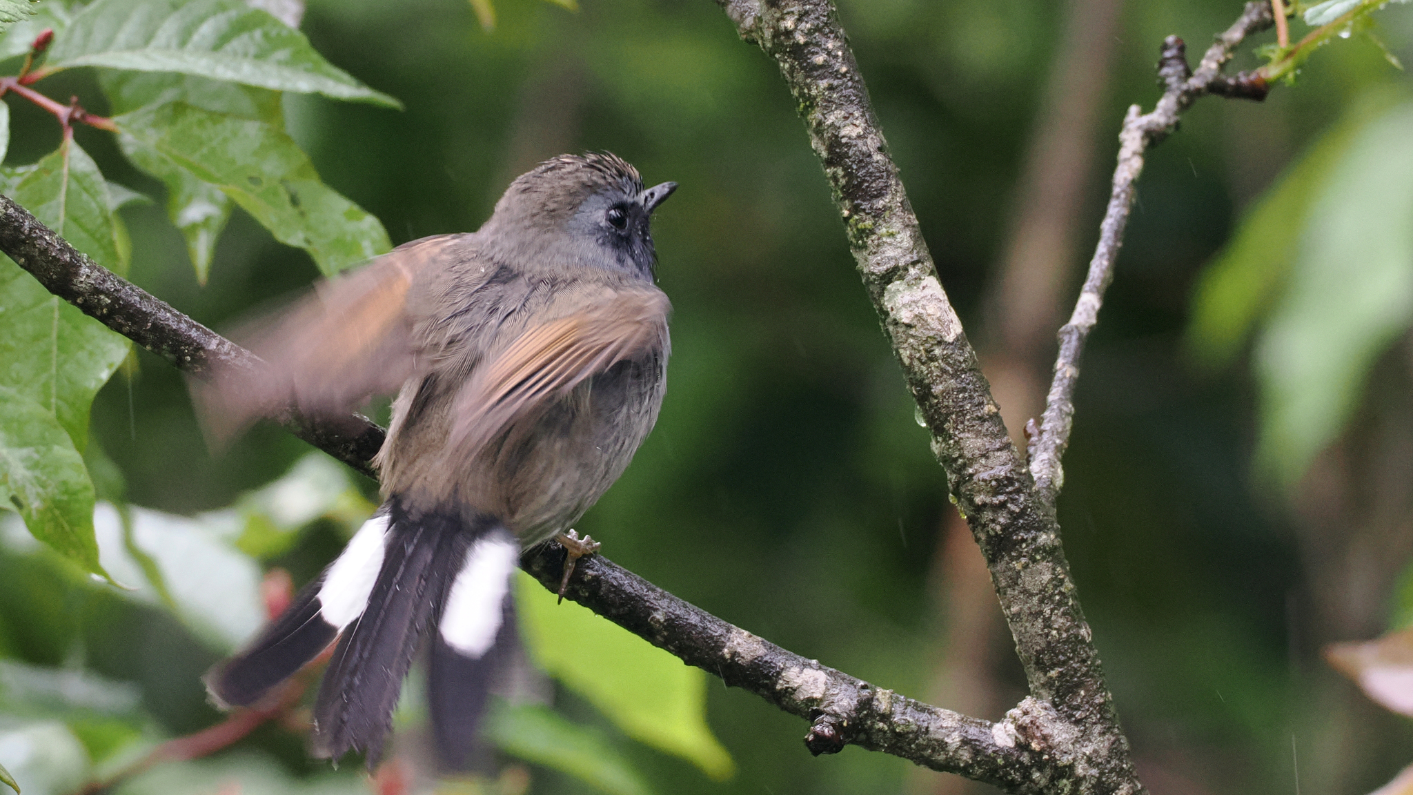Rufous-gorgeted Flycatcher