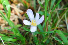 Colchicum umbrosum