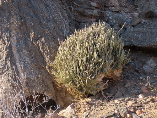 Elephant's foot (Adenia pechuelii)
