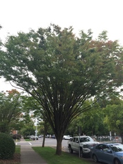 Zelkova serrata