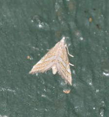 Leptosteges parthenialis