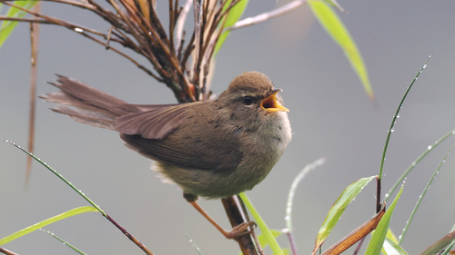 Aberrant Bush Warbler (Horornis flavolivaceus), photo 5