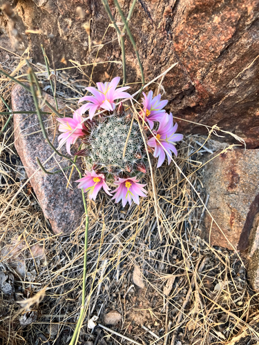 Graham's fishhook cactus (Cochemiea grahamii)