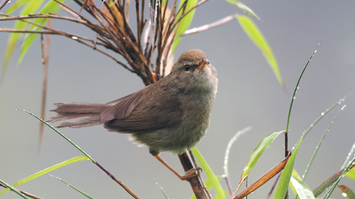 Aberrant Bush Warbler (Horornis flavolivaceus), photo 6