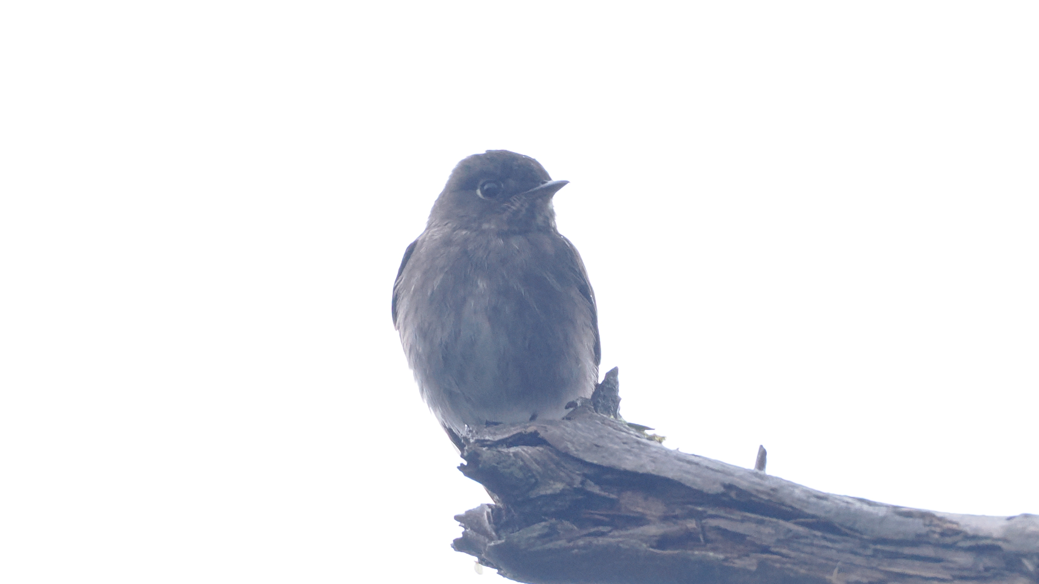 Dark-sided Flycatcher