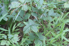 Agrimonia rostellata