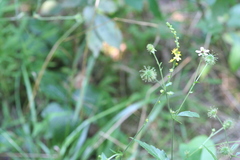 Agrimonia rostellata