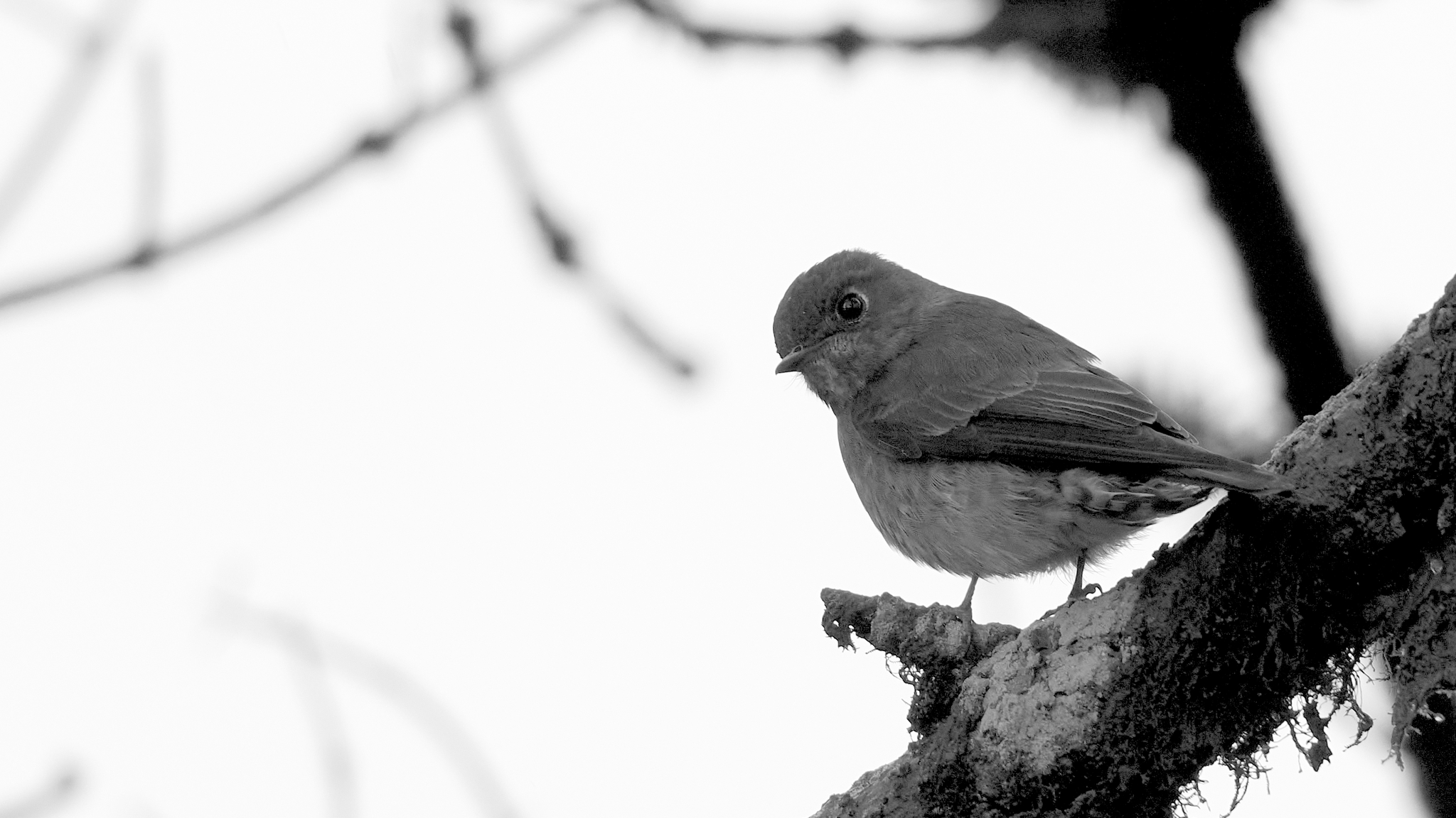 Dark-sided Flycatcher