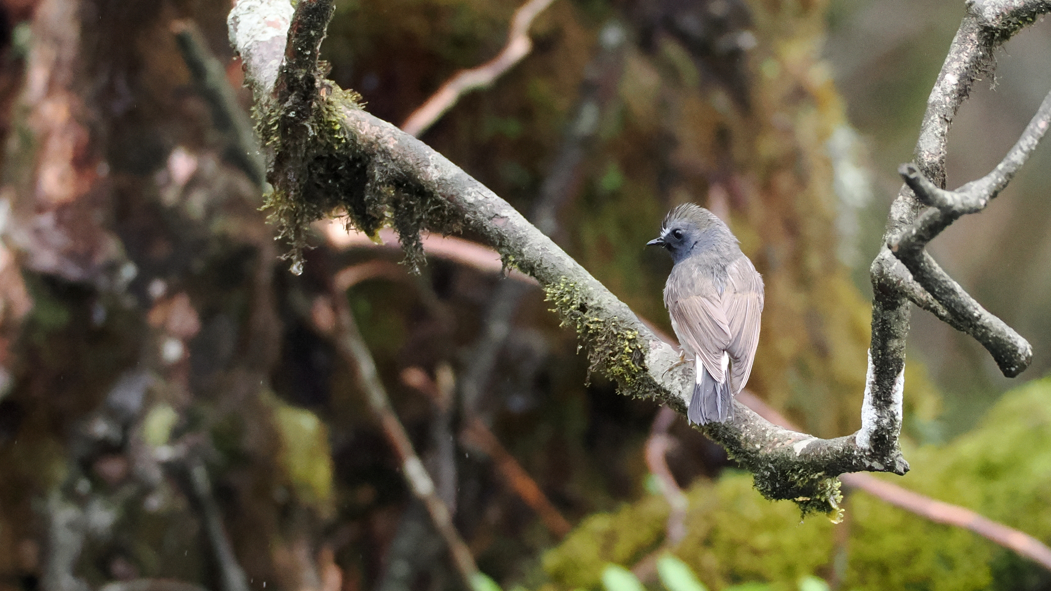 Rufous-gorgeted Flycatcher