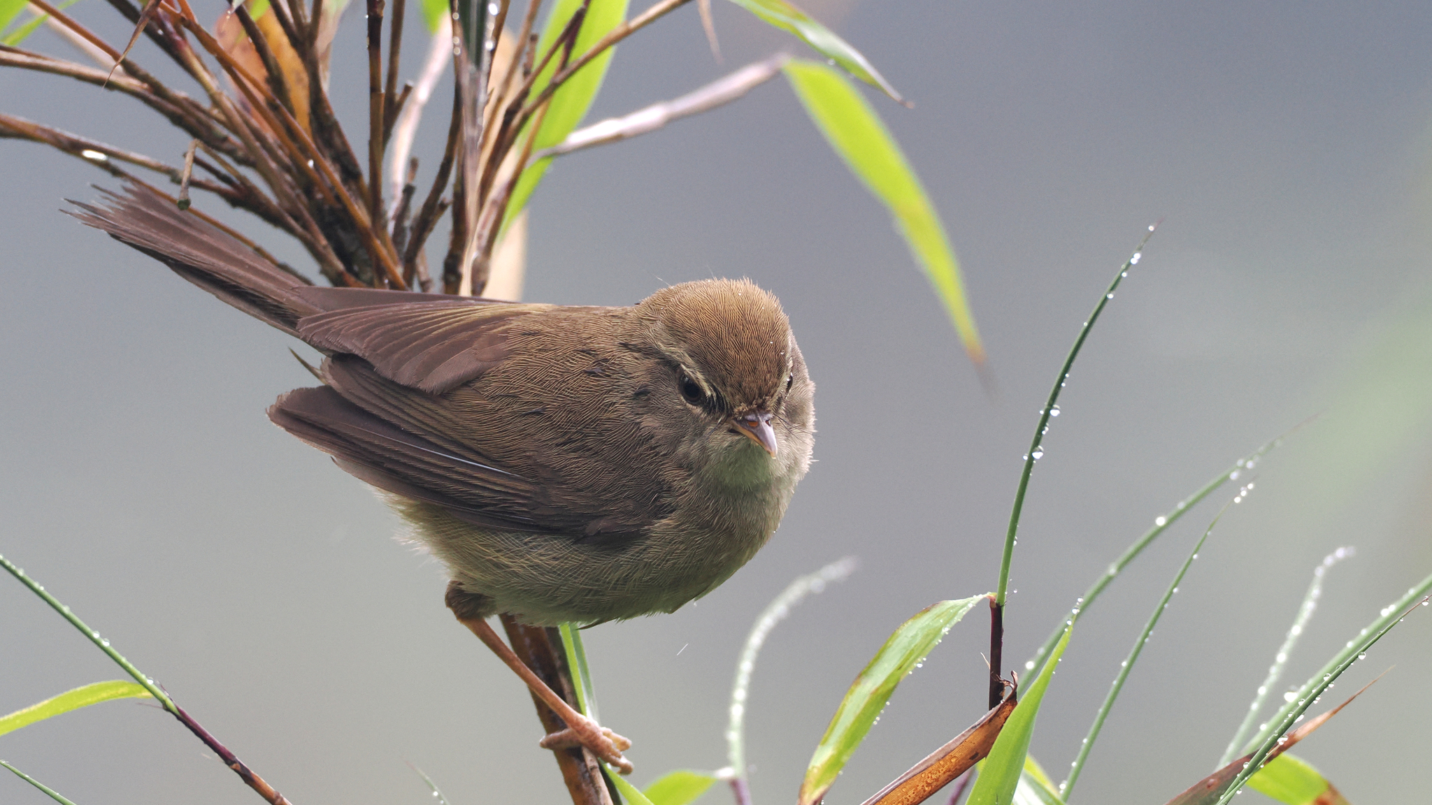 Aberrant Bush Warbler