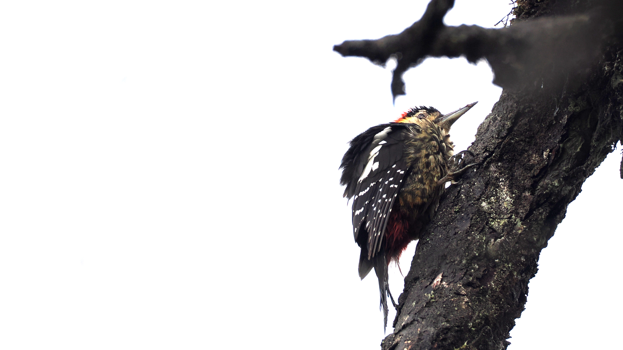 Darjeeling Woodpecker