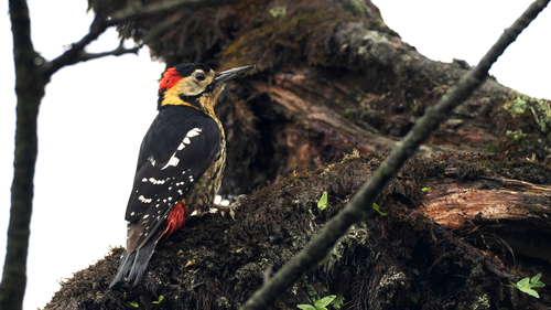 Darjeeling Woodpecker (Dendrocopos darjellensis)