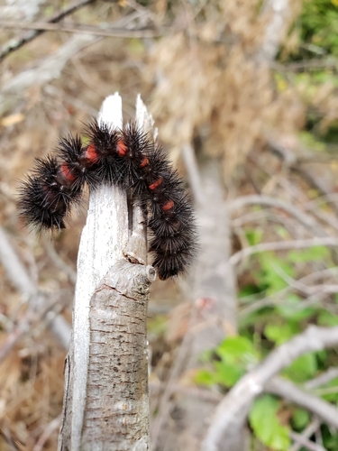 Giant Leopard Moth, photo 9 of 10