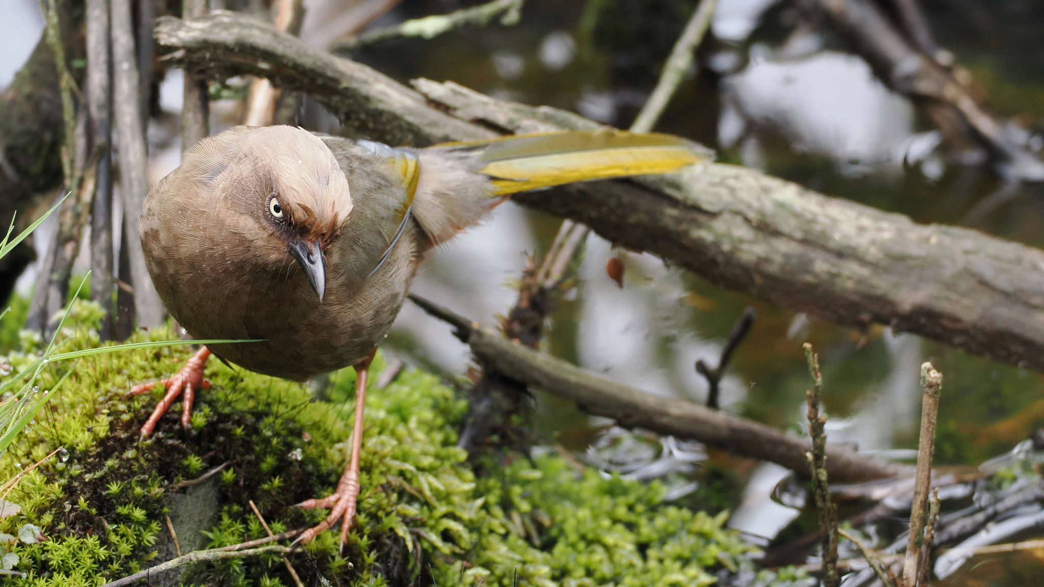 Elliot's Laughingthrush