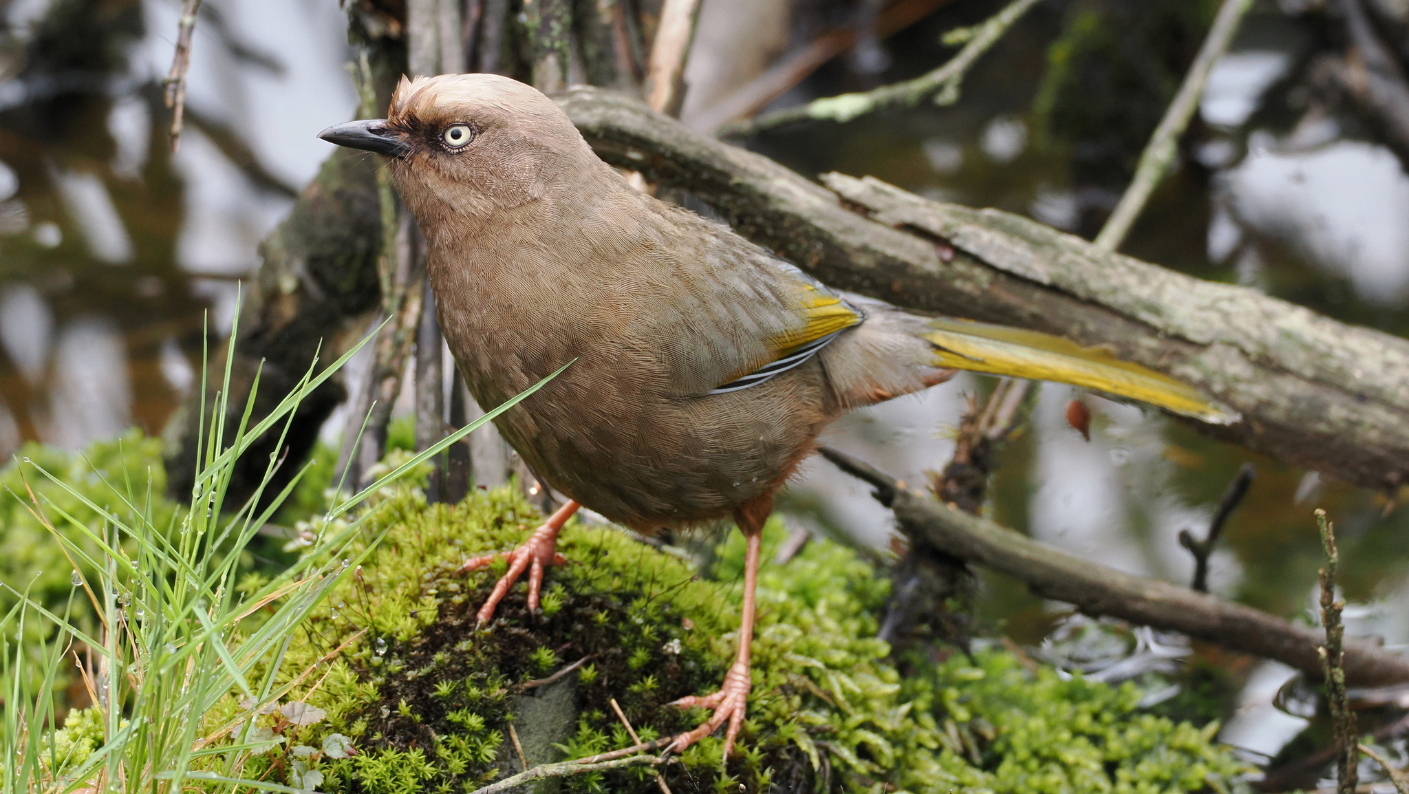 Elliot's Laughingthrush