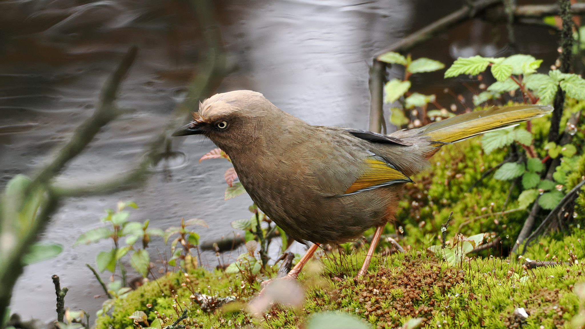 Elliot's Laughingthrush