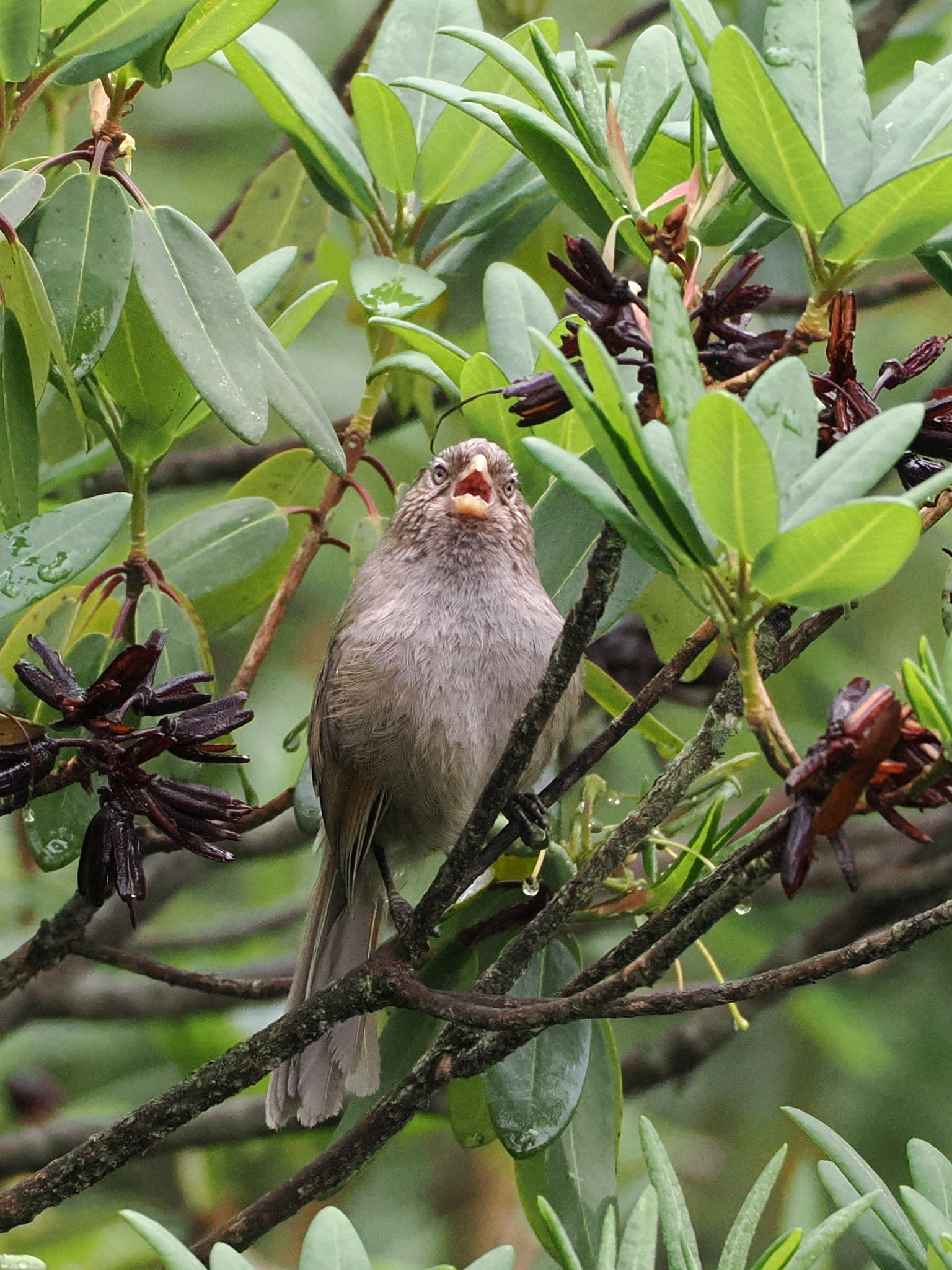 Brown Parrotbill