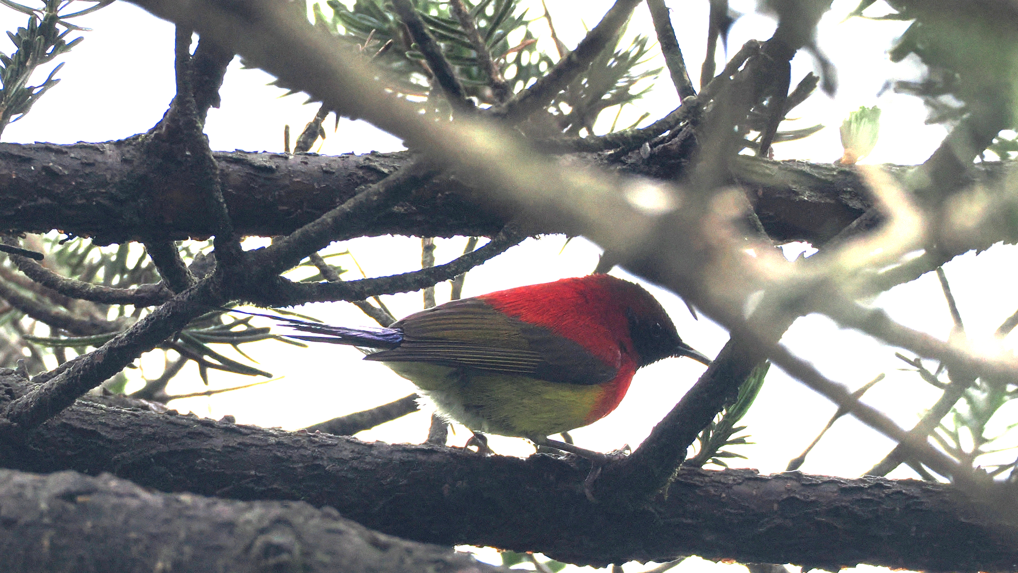 Mrs. Gould's Sunbird