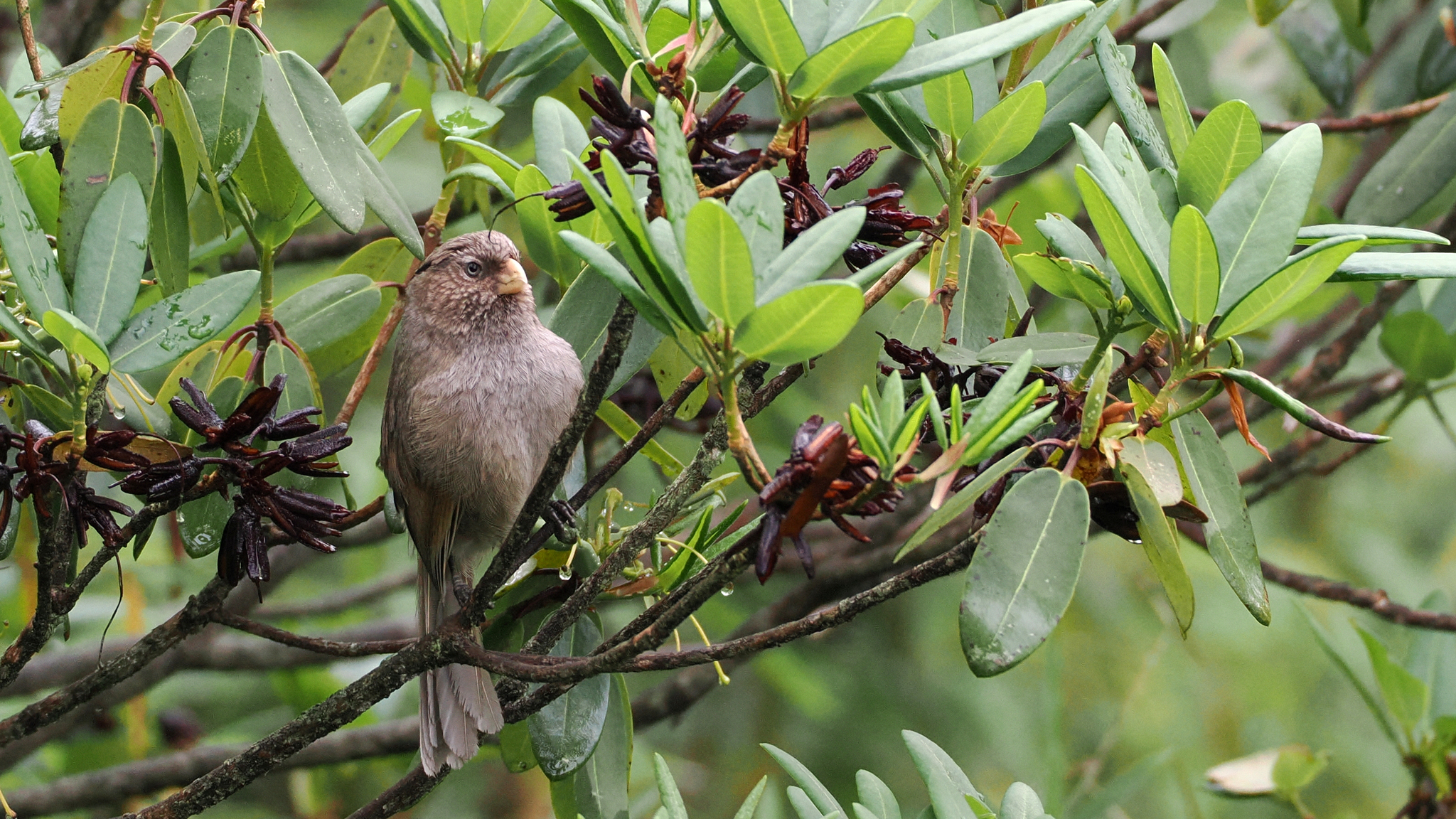 Brown Parrotbill