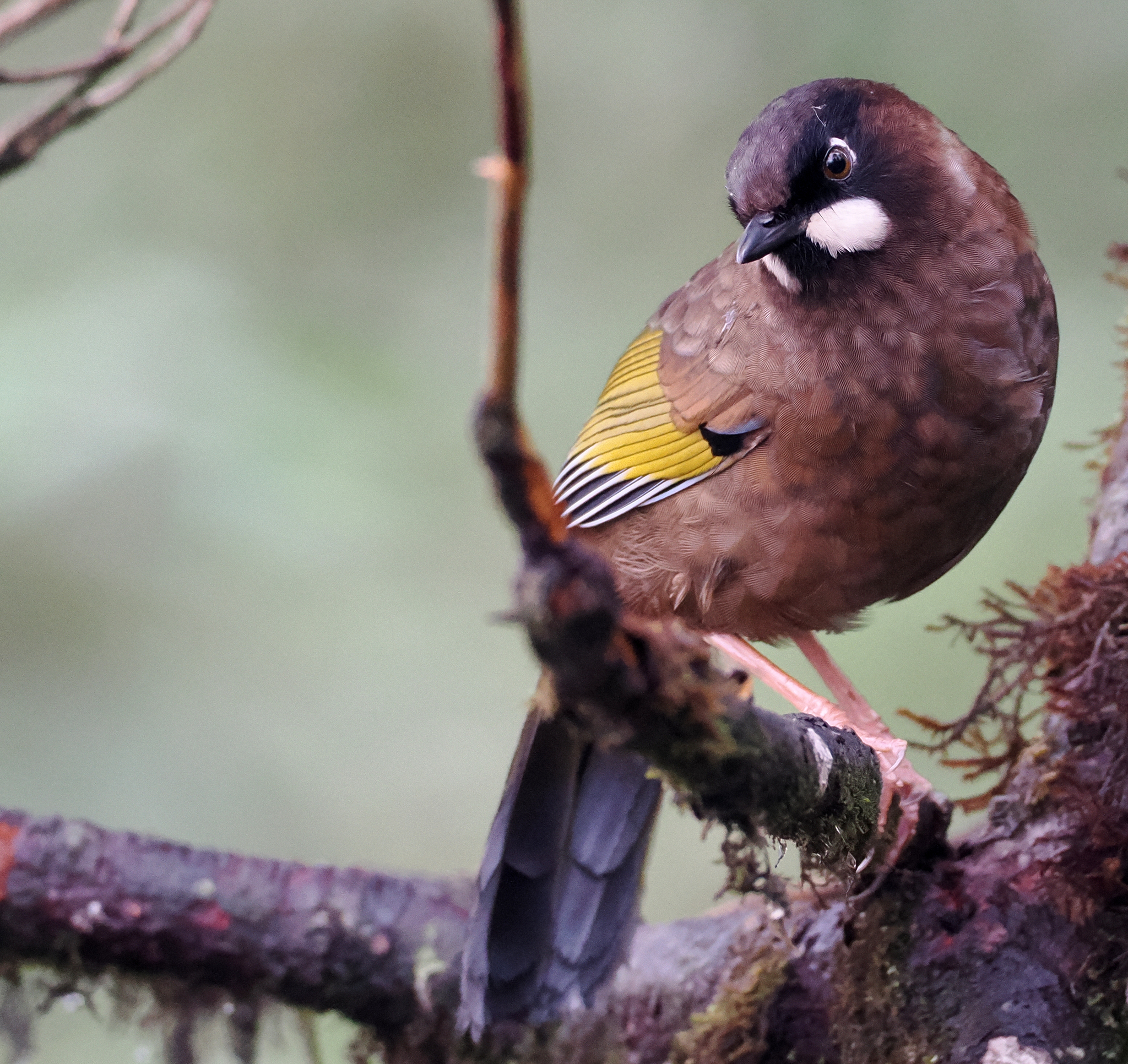 Black-faced Laughingthrush