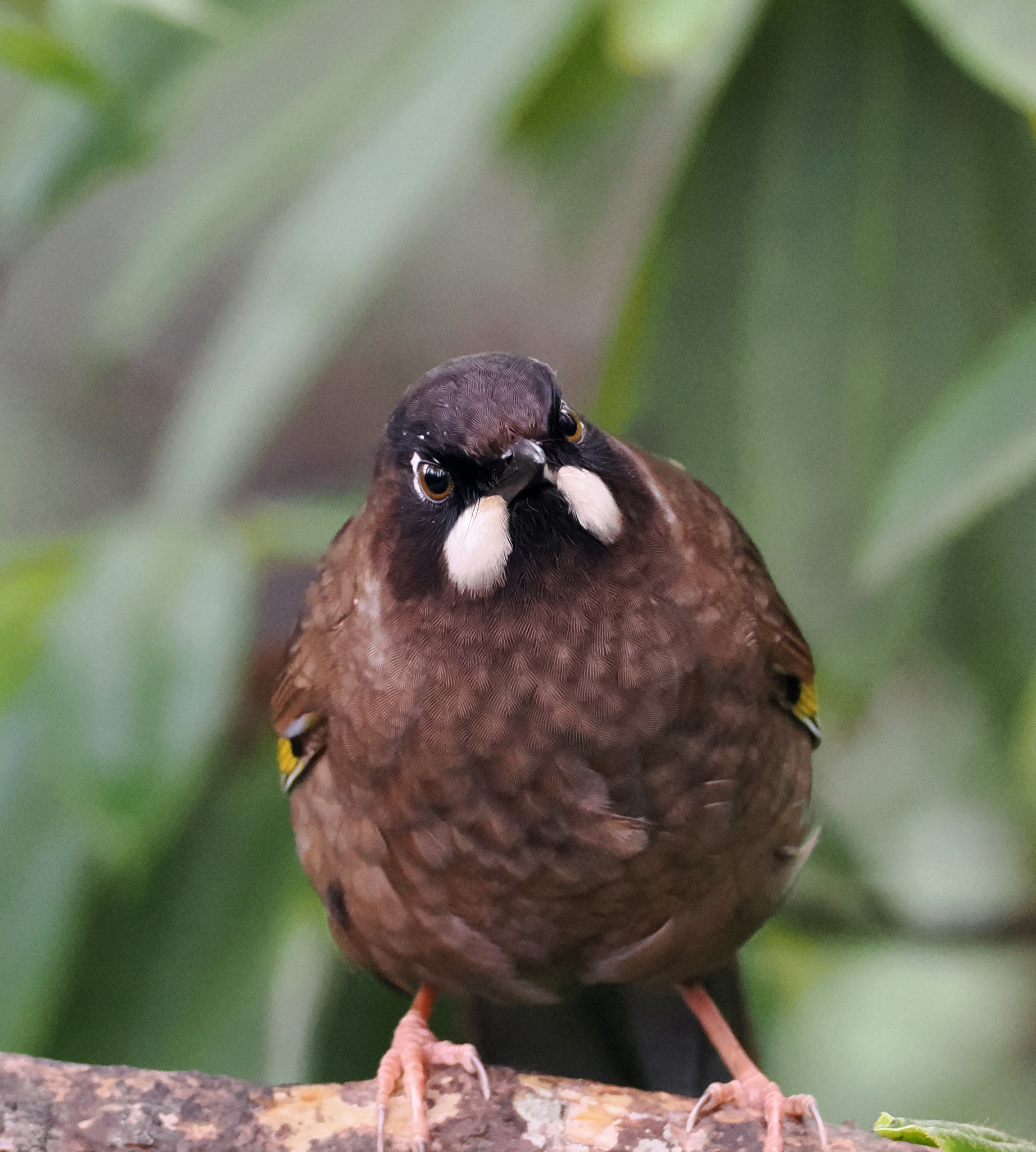 Black-faced Laughingthrush