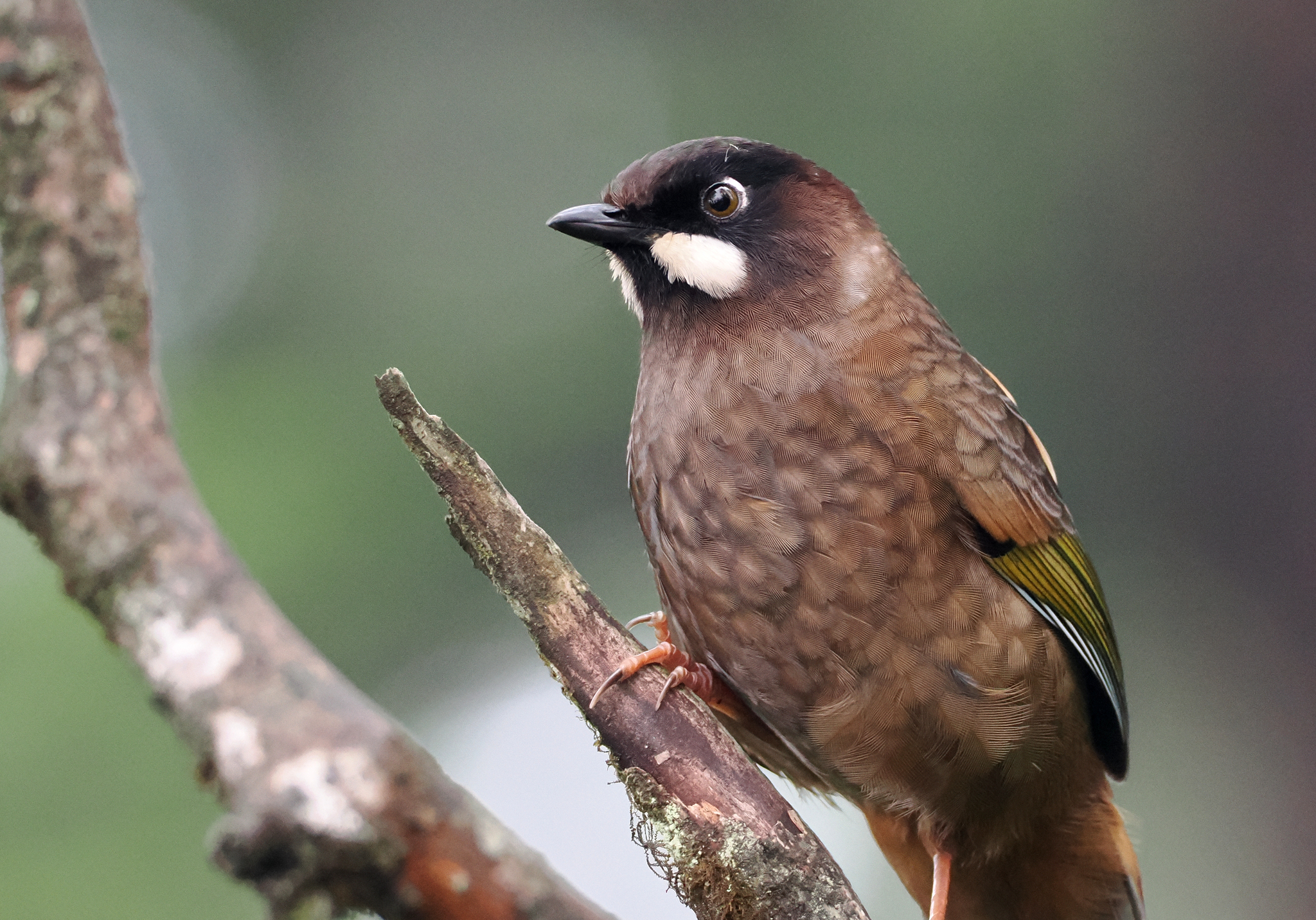 Black-faced Laughingthrush