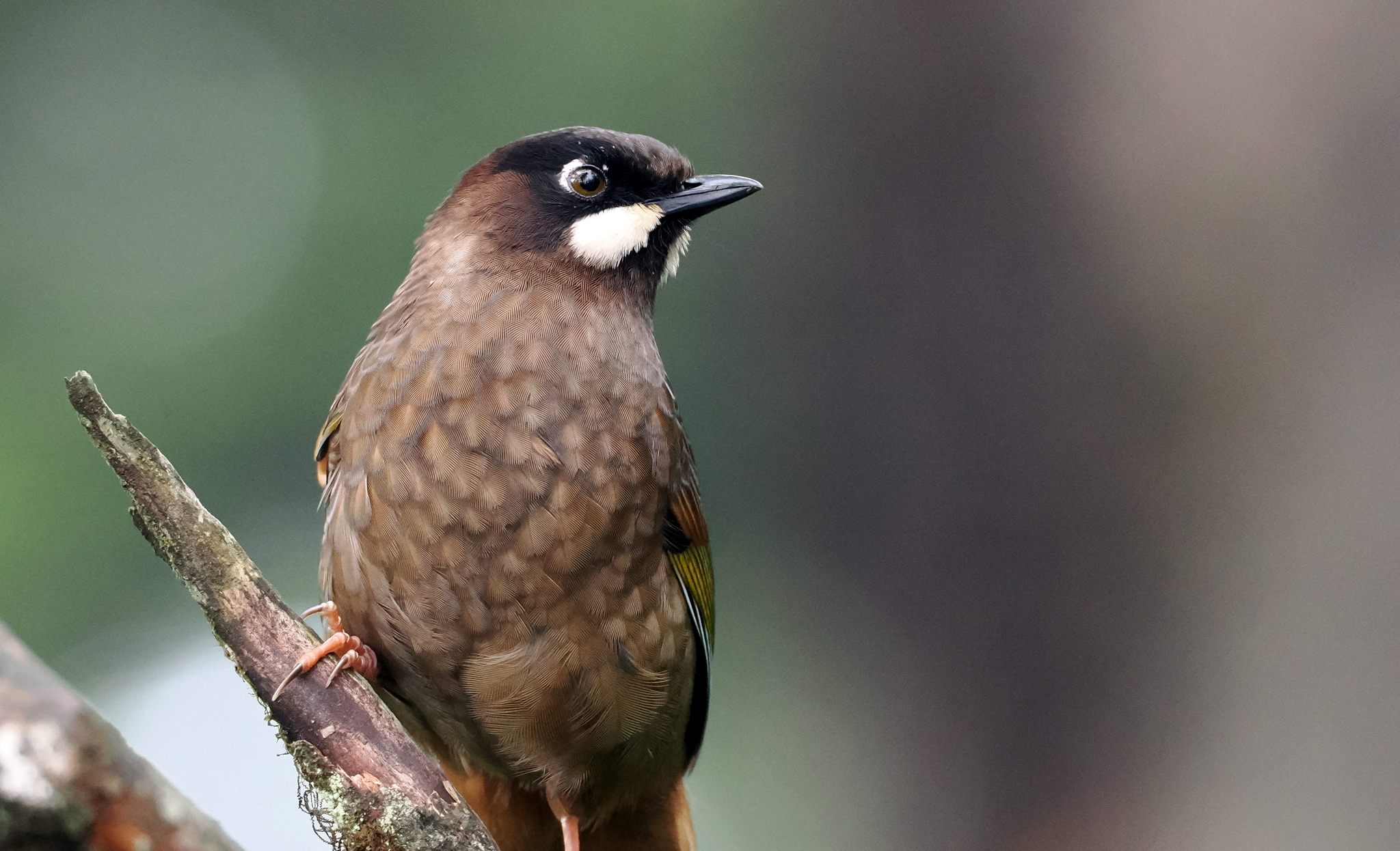 Black-faced Laughingthrush