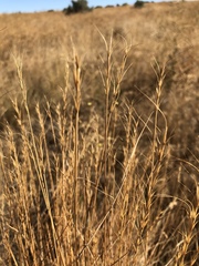 Pseudoroegneria spicata spicata