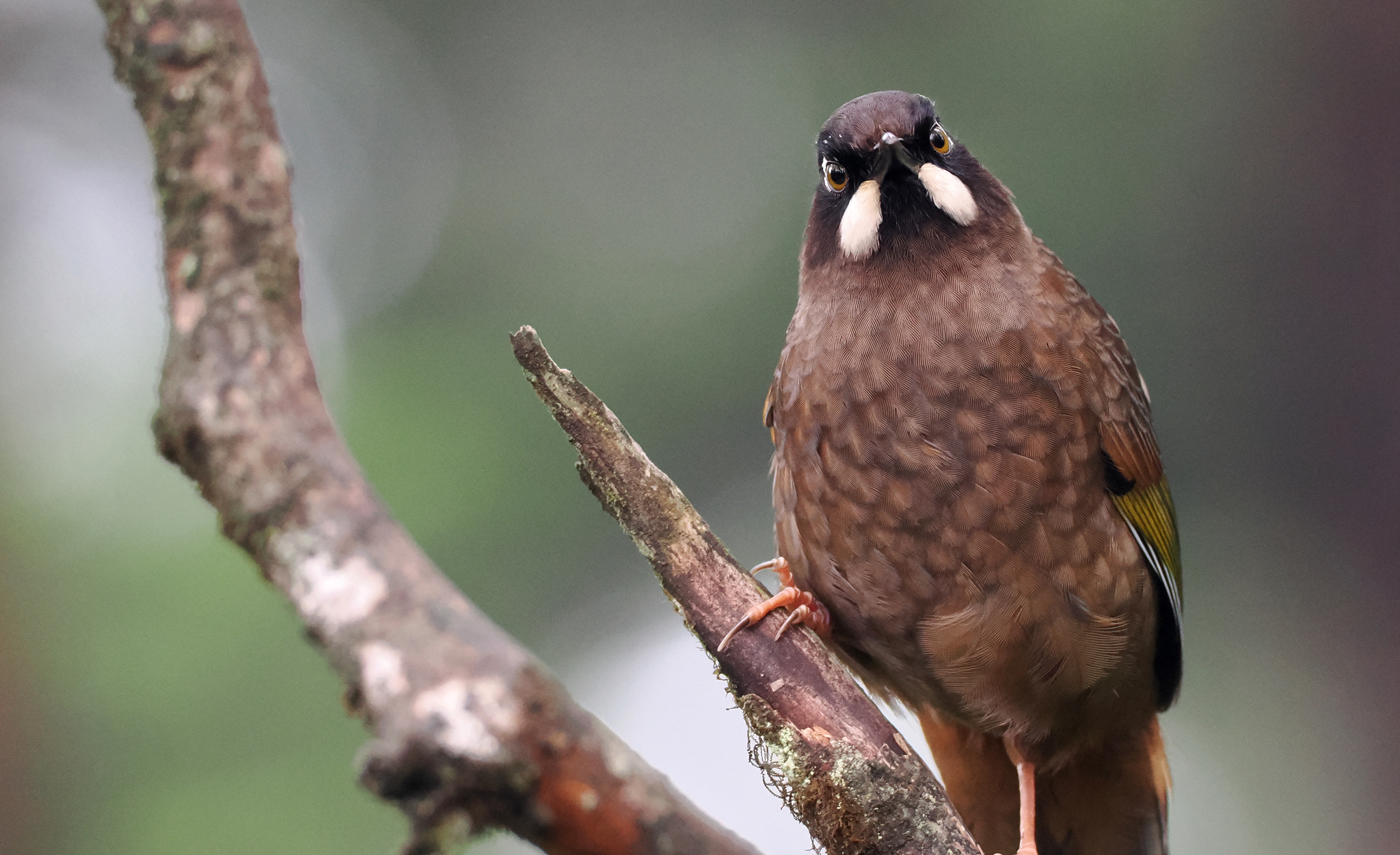 Black-faced Laughingthrush