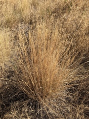 Pseudoroegneria spicata spicata