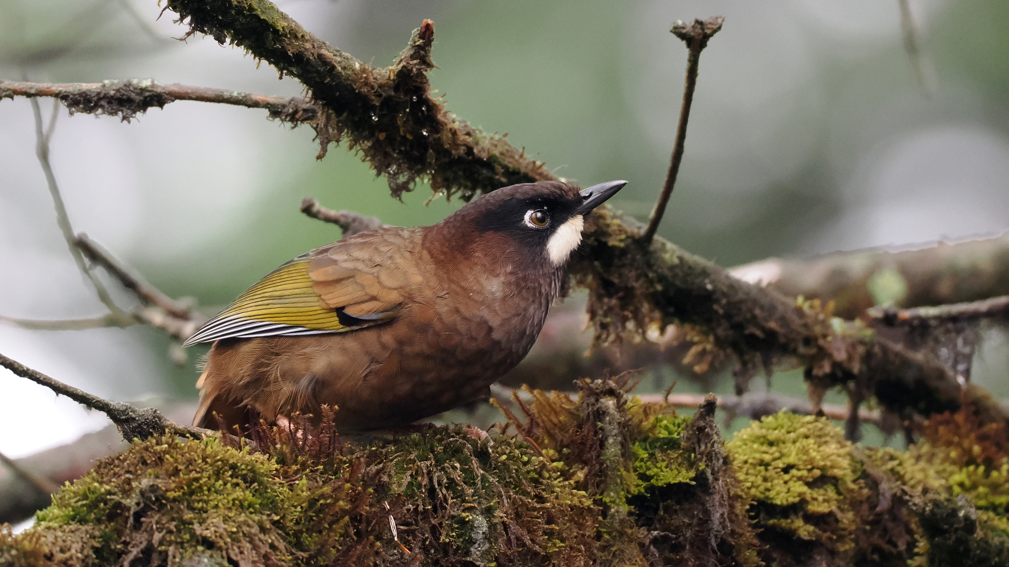 Black-faced Laughingthrush