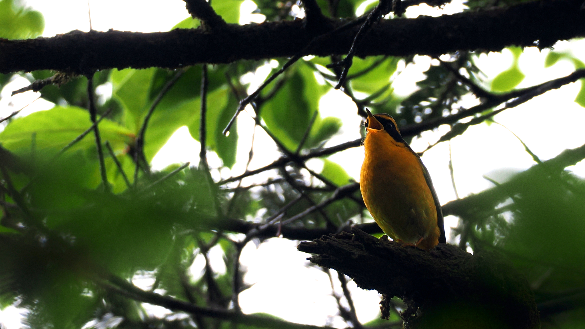 Golden Bush Robin