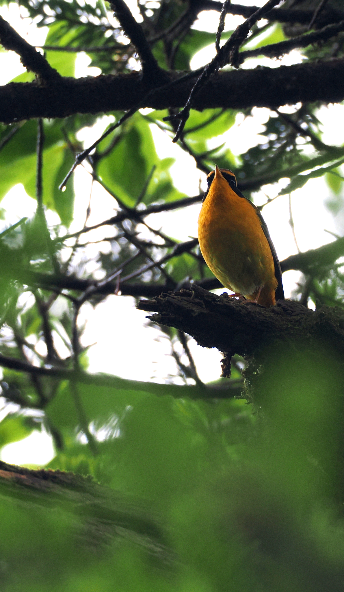 Golden Bush Robin