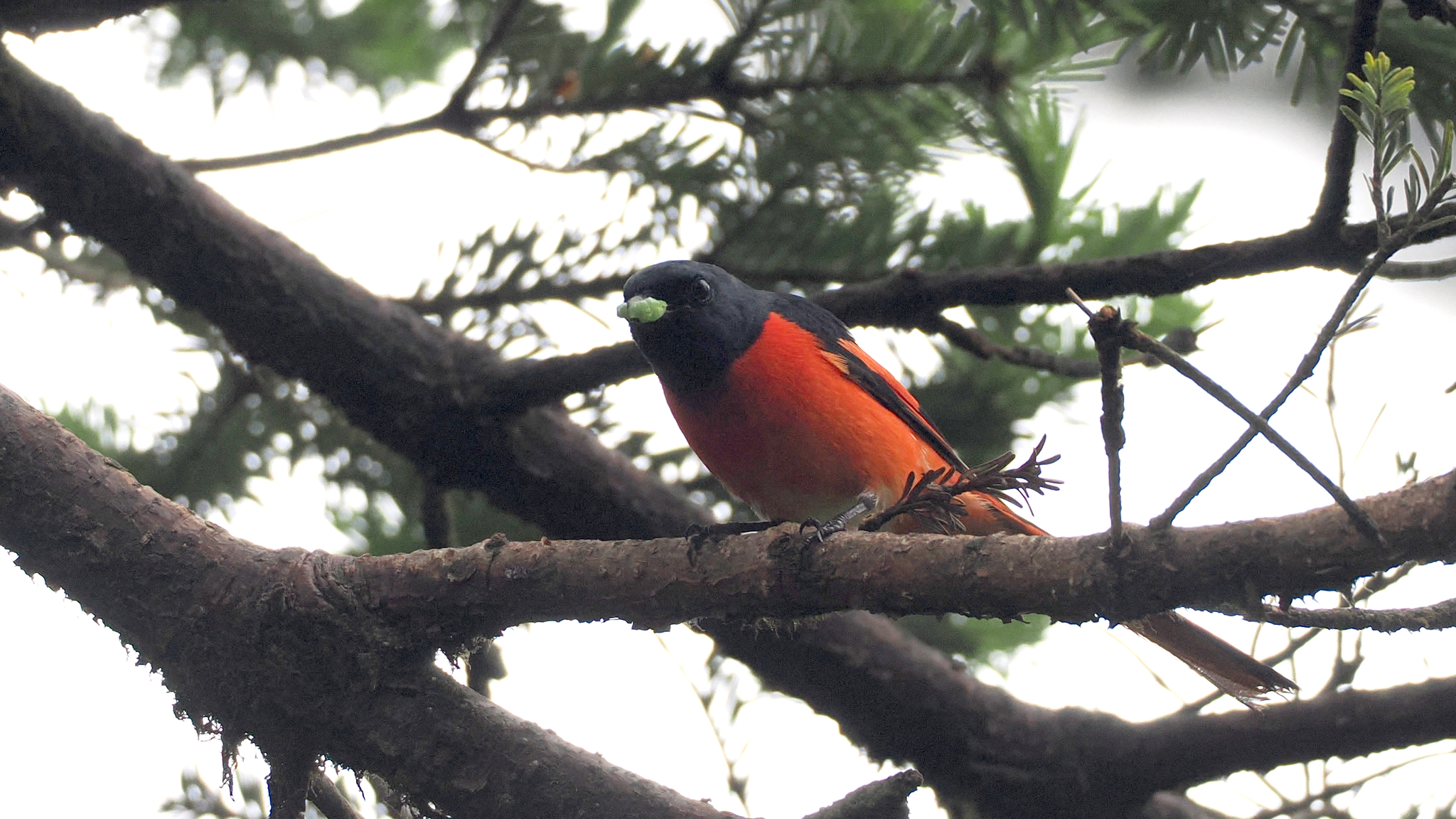 Long-tailed Minivet