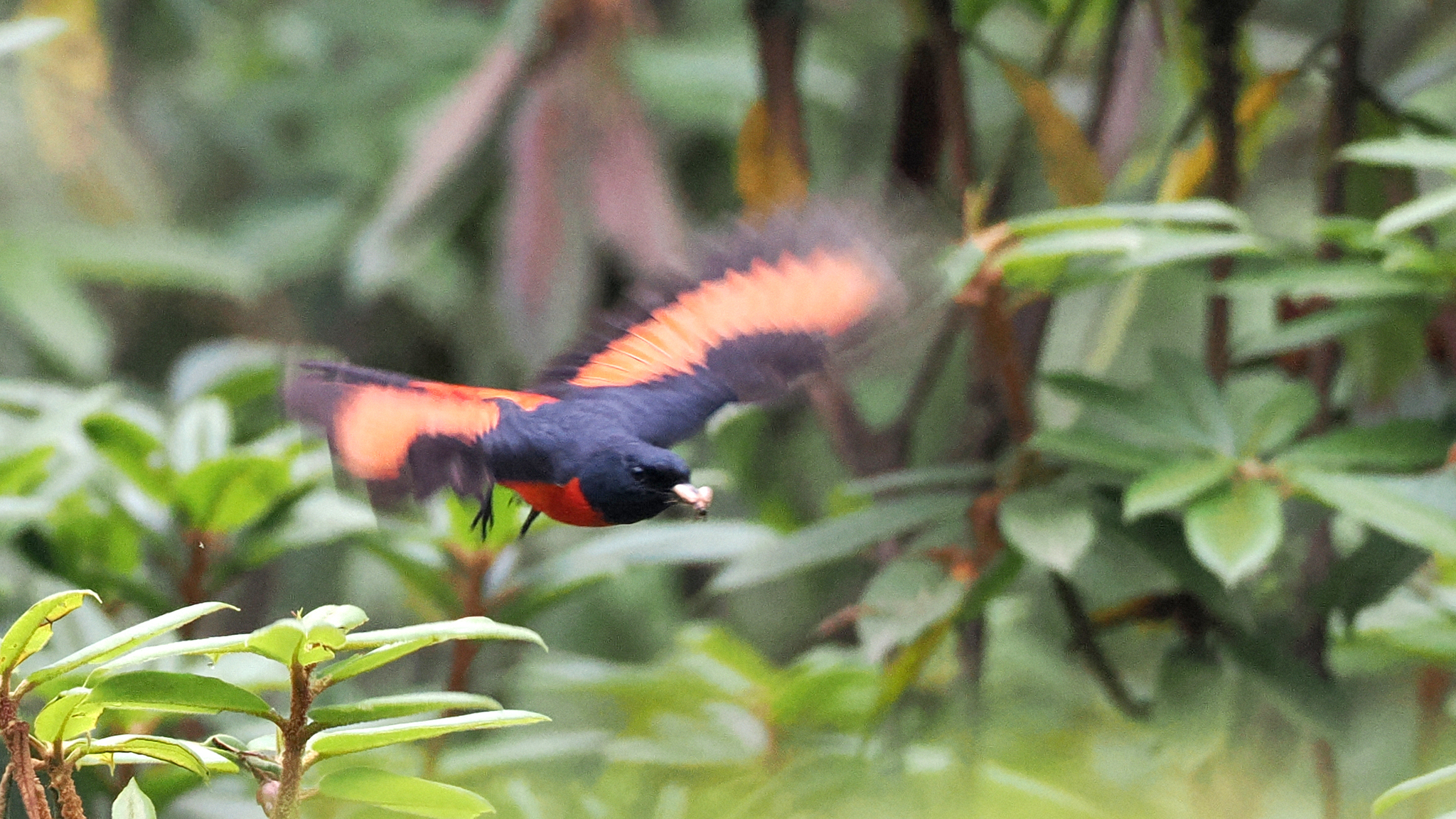 Long-tailed Minivet