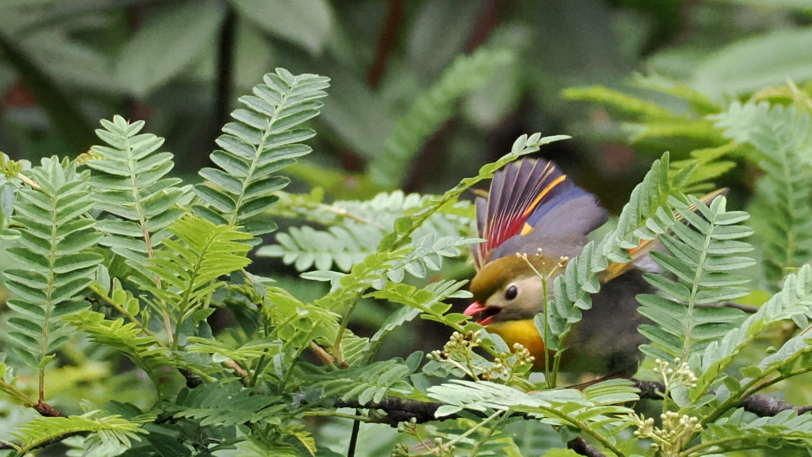 Red-billed Leiothrix