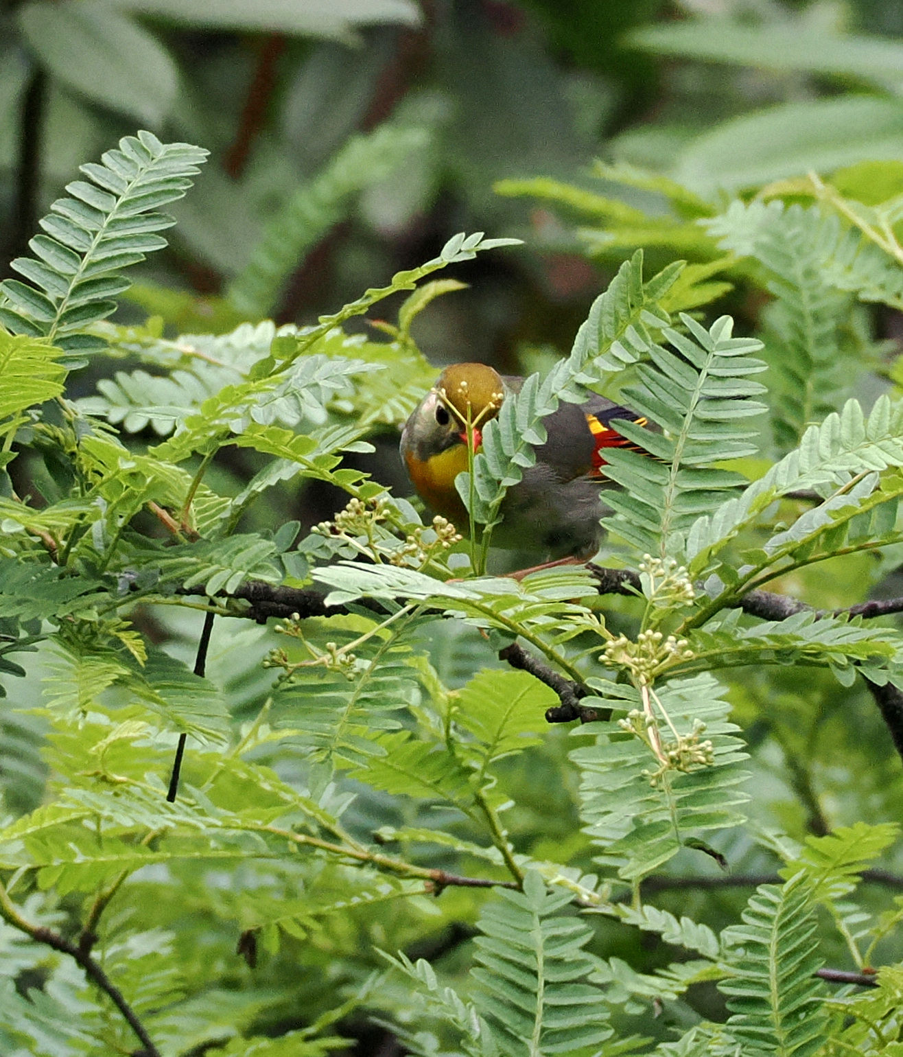 Red-billed Leiothrix