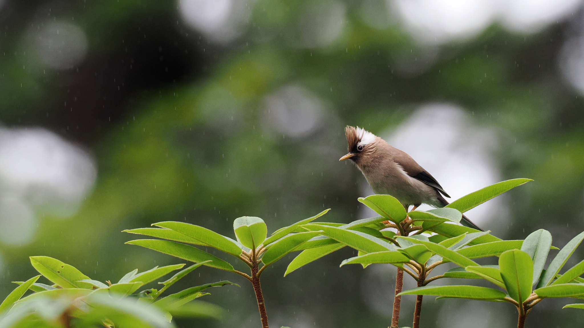 White-collared Yuhina