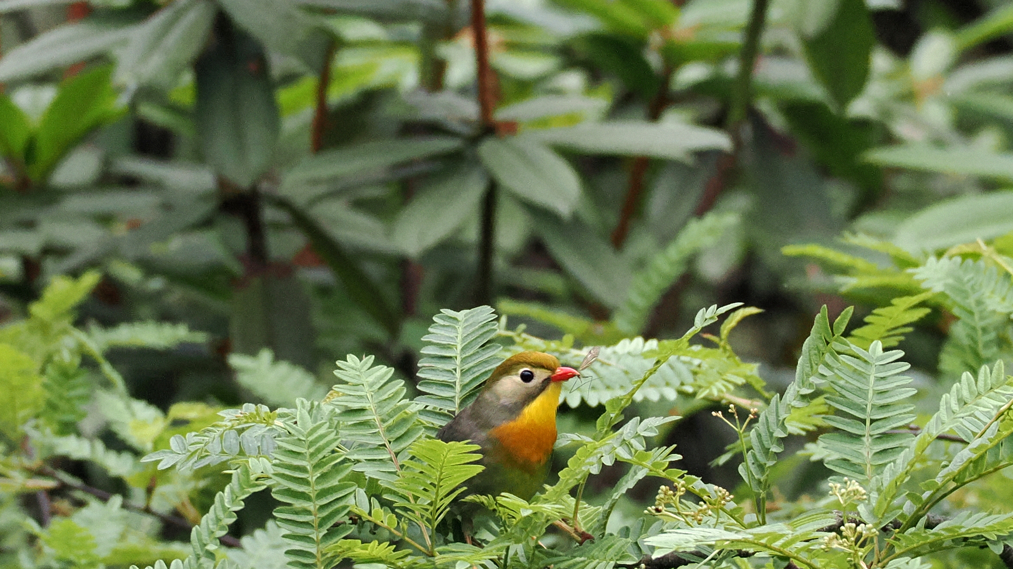 Red-billed Leiothrix