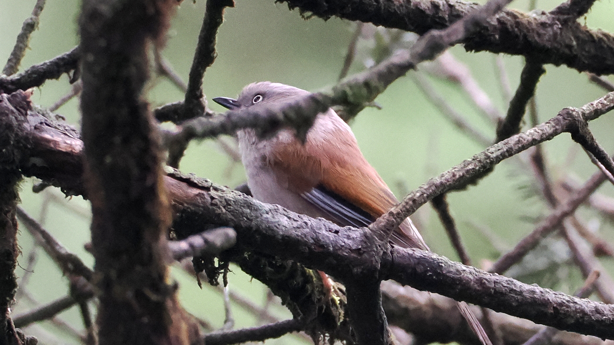 Grey-hooded Fulvetta