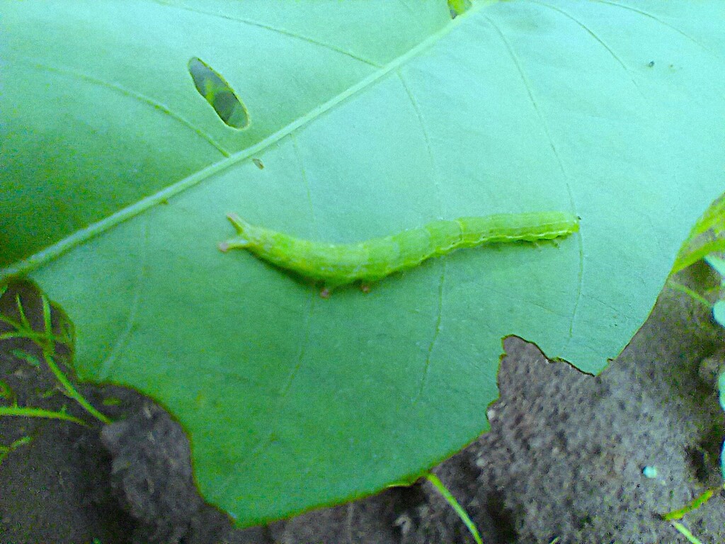 https://inaturalist-open-data.s3.amazonaws.com/photos/523446757/large.jpg