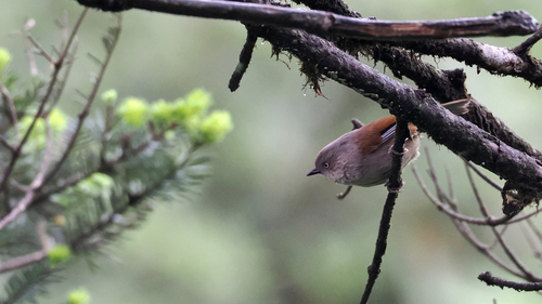 Grey-hooded Fulvetta (Fulvetta cinereiceps), photo 5