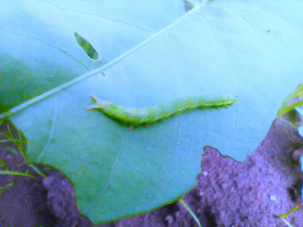 https://inaturalist-open-data.s3.amazonaws.com/photos/523447589/large.jpg